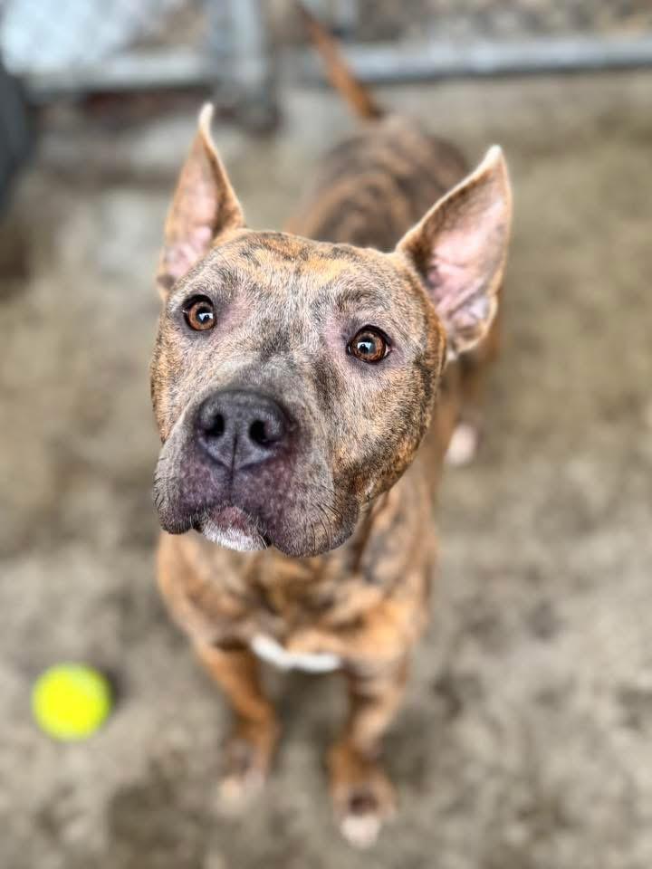 Enlarge Alba, a ADOPTABLE Pit Bull Terrier in Chicago, IL image 1/5