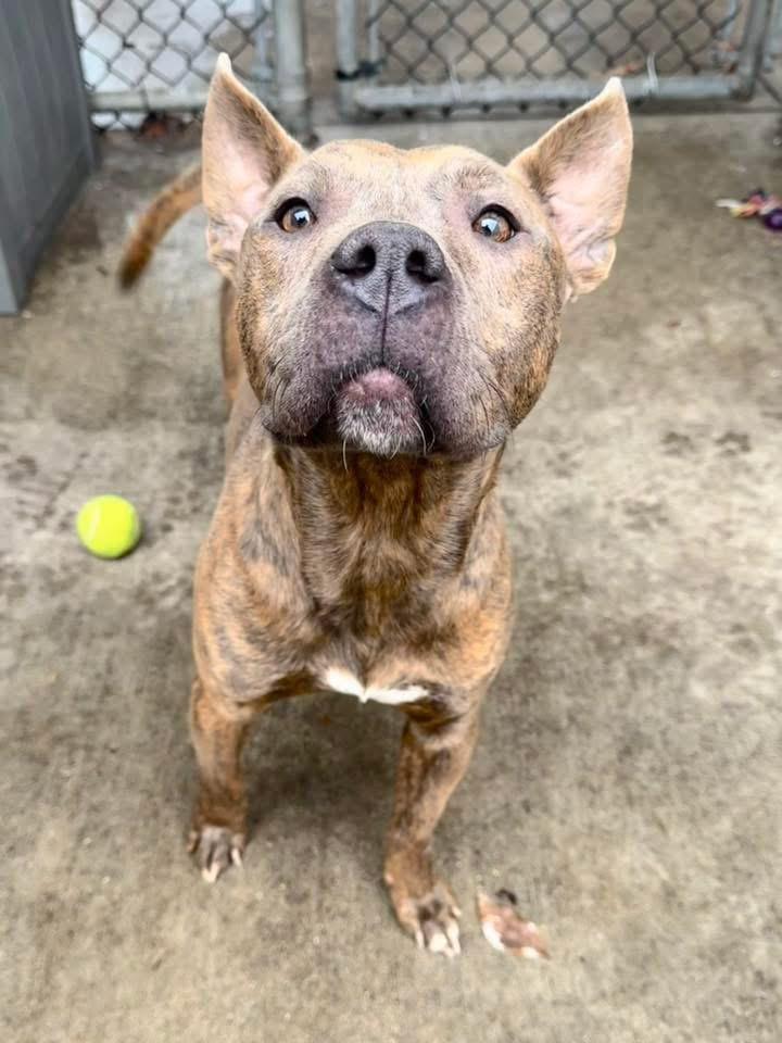 Enlarge Alba, a ADOPTABLE Pit Bull Terrier in Chicago, IL image 2/5