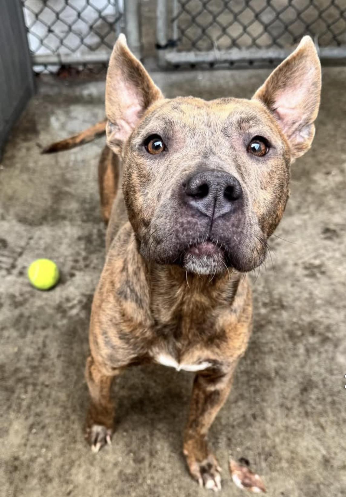 Enlarge Alba, a ADOPTABLE Pit Bull Terrier in Chicago, IL image 4/5