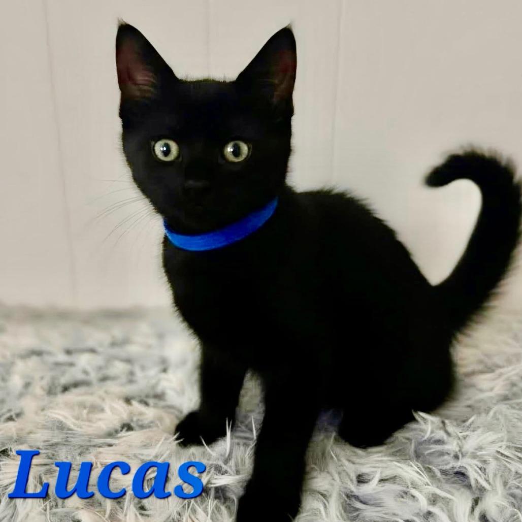 Lucas, Adoptable, Kitten Male Domestic Short Hair.