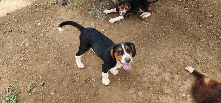 Enlarge RIVER 236-26, a Adoptable mixed breed in Cambridge, OH image 3/3
