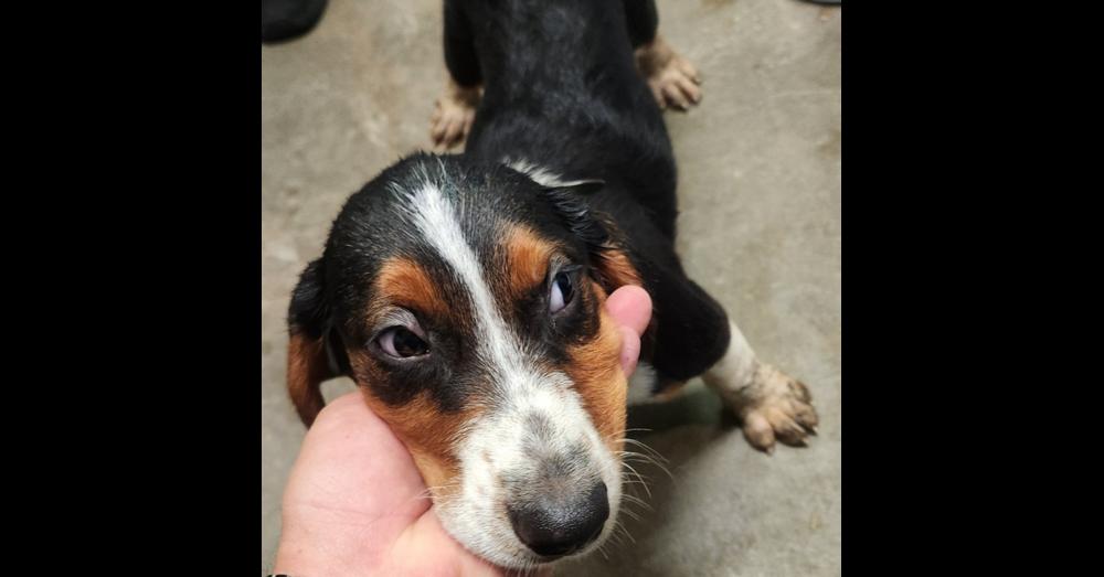 Enlarge RIVER 236-26, a Adoptable mixed breed in Cambridge, OH image 2/3