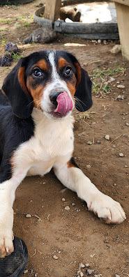 RIVER 236-26, Adoptable, Puppy Male Australian Shepherd & Beagle.