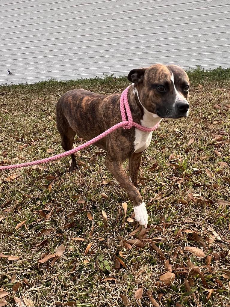 Enlarge Candy, a Adoptable mixed breed in Westport, MA image 5/6