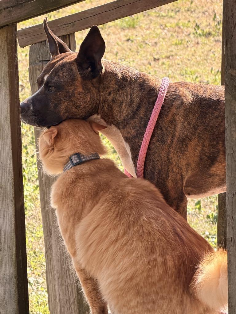 Enlarge Candy, a Adoptable mixed breed in Westport, MA image 6/6