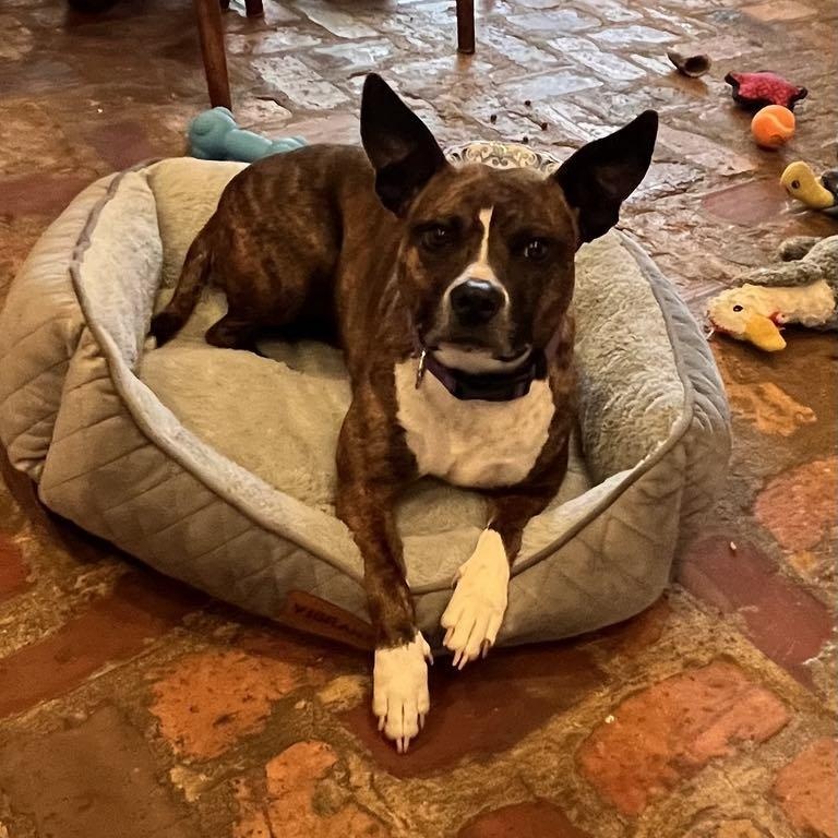 Enlarge Candy, a Adoptable mixed breed in Westport, MA image 1/6