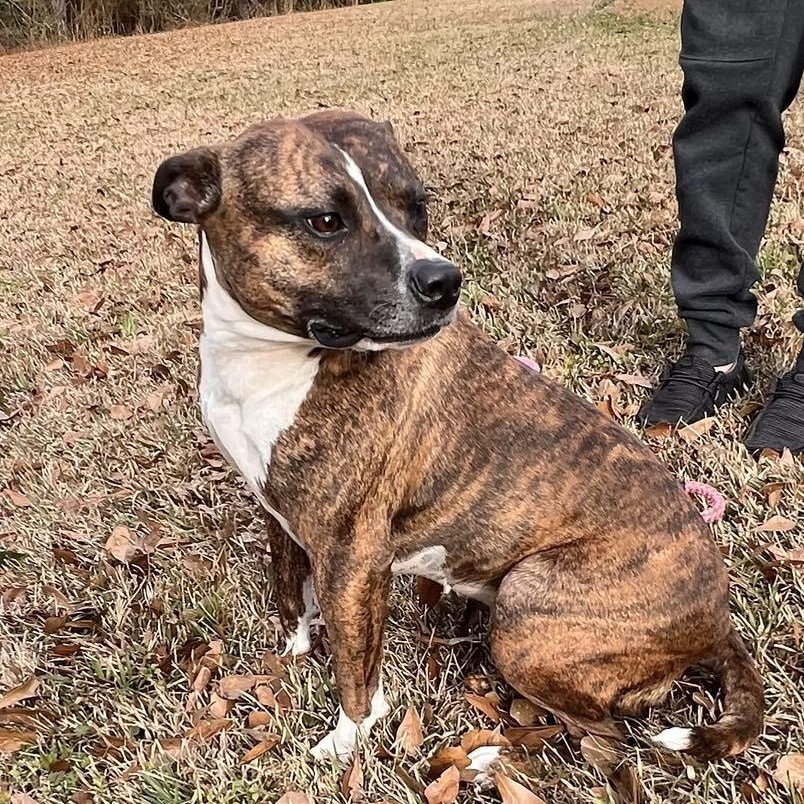 Enlarge Candy, a Adoptable mixed breed in Westport, MA image 2/6