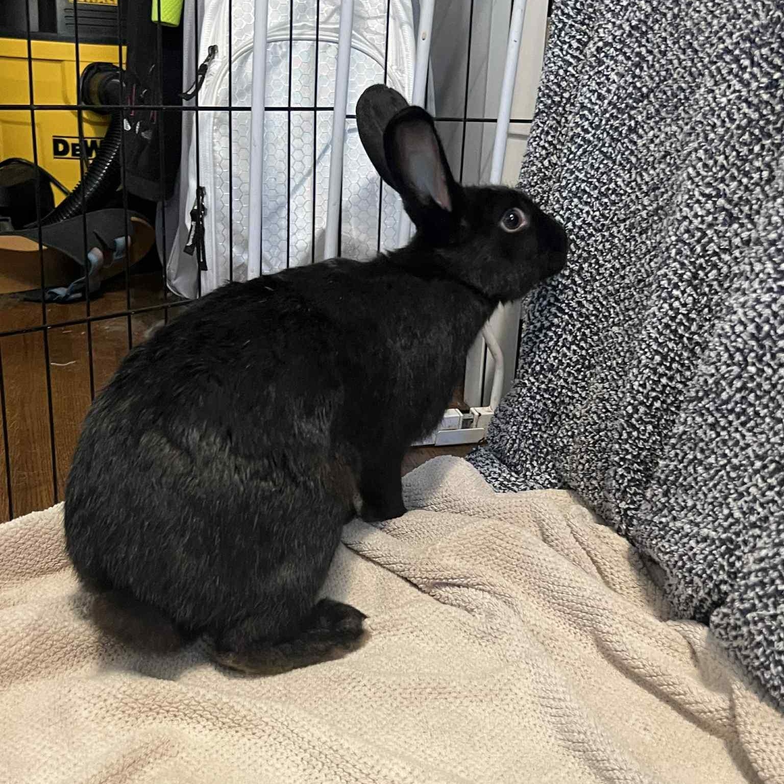 Enlarge Sydney, a Adoptable American in Huntsville, AL image 2/6