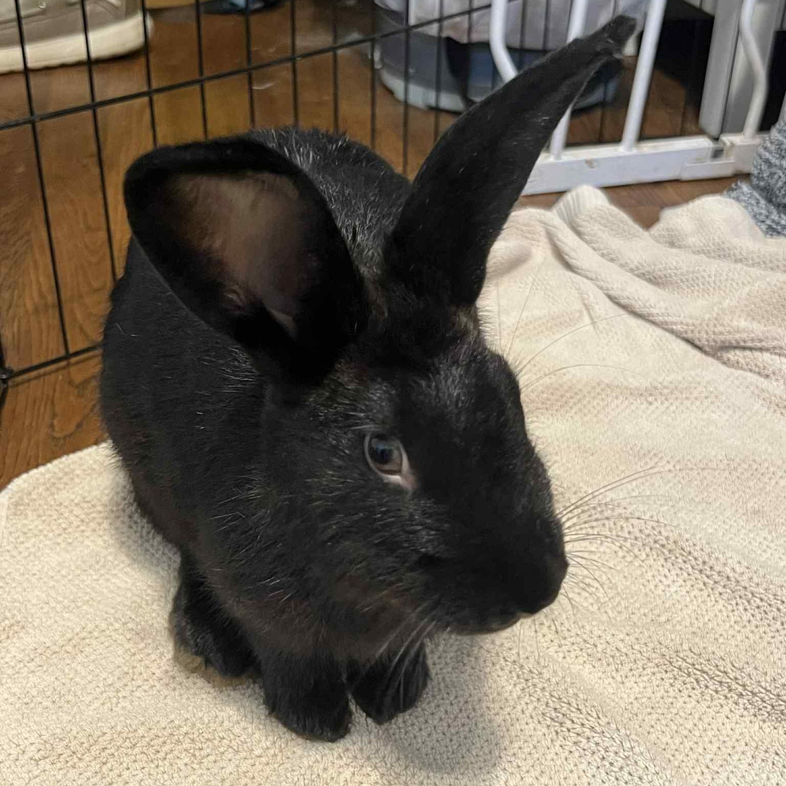 Enlarge Sydney, a Adoptable American in Huntsville, AL image 3/6