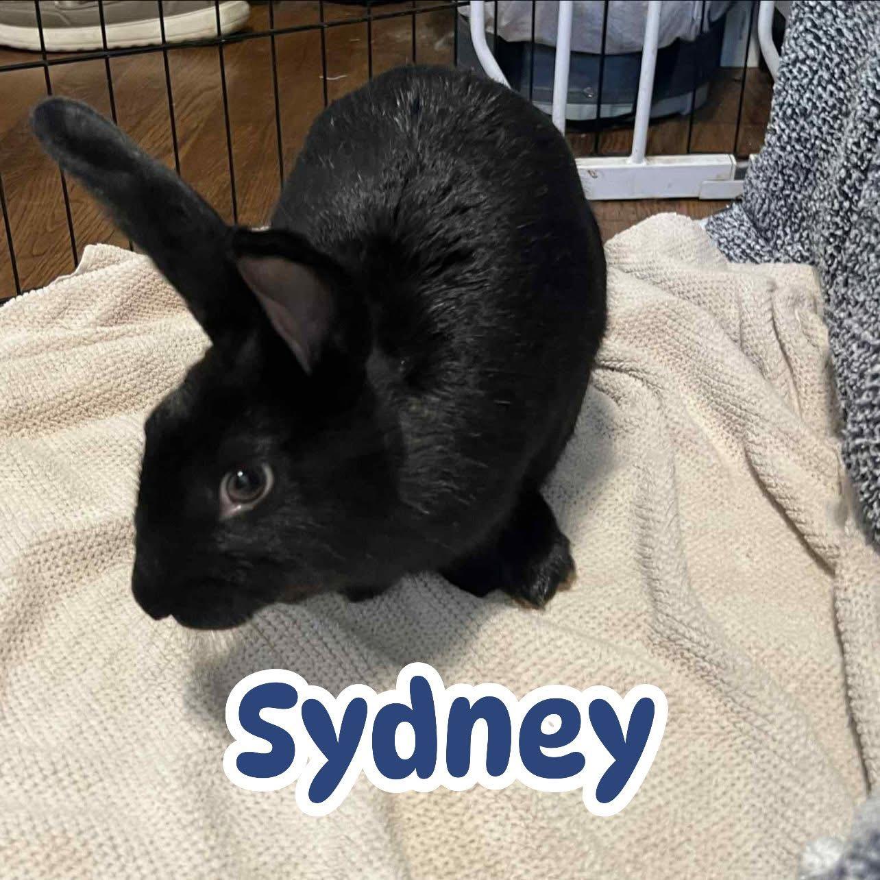 Enlarge Sydney, a Adoptable American in Huntsville, AL image 1/6