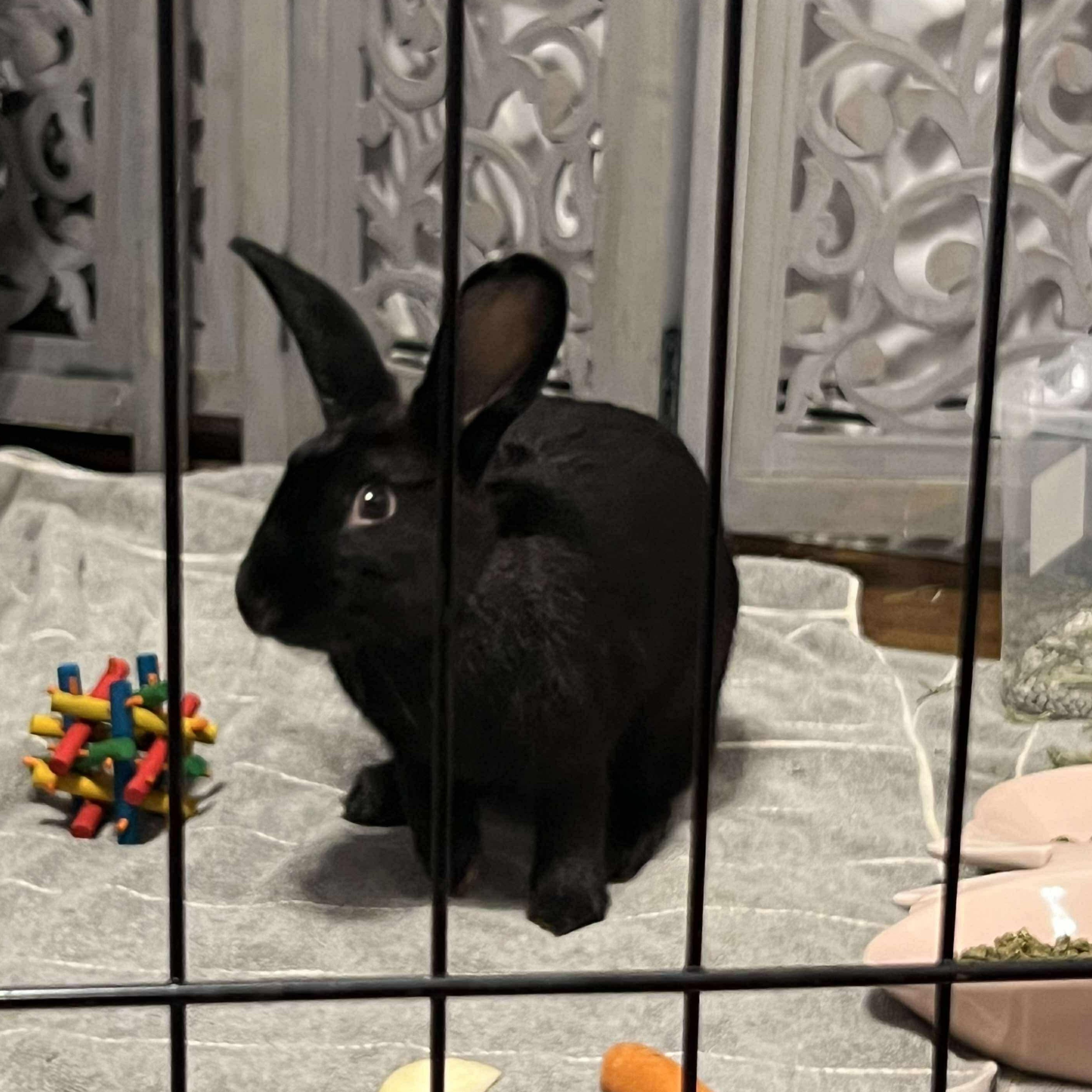 Enlarge Sydney, a Adoptable American in Huntsville, AL image 4/6