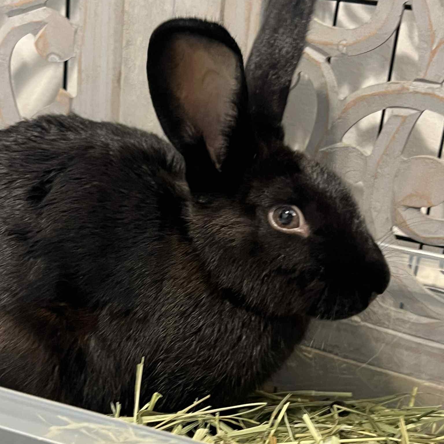 Enlarge Sydney, a Adoptable American in Huntsville, AL image 5/6