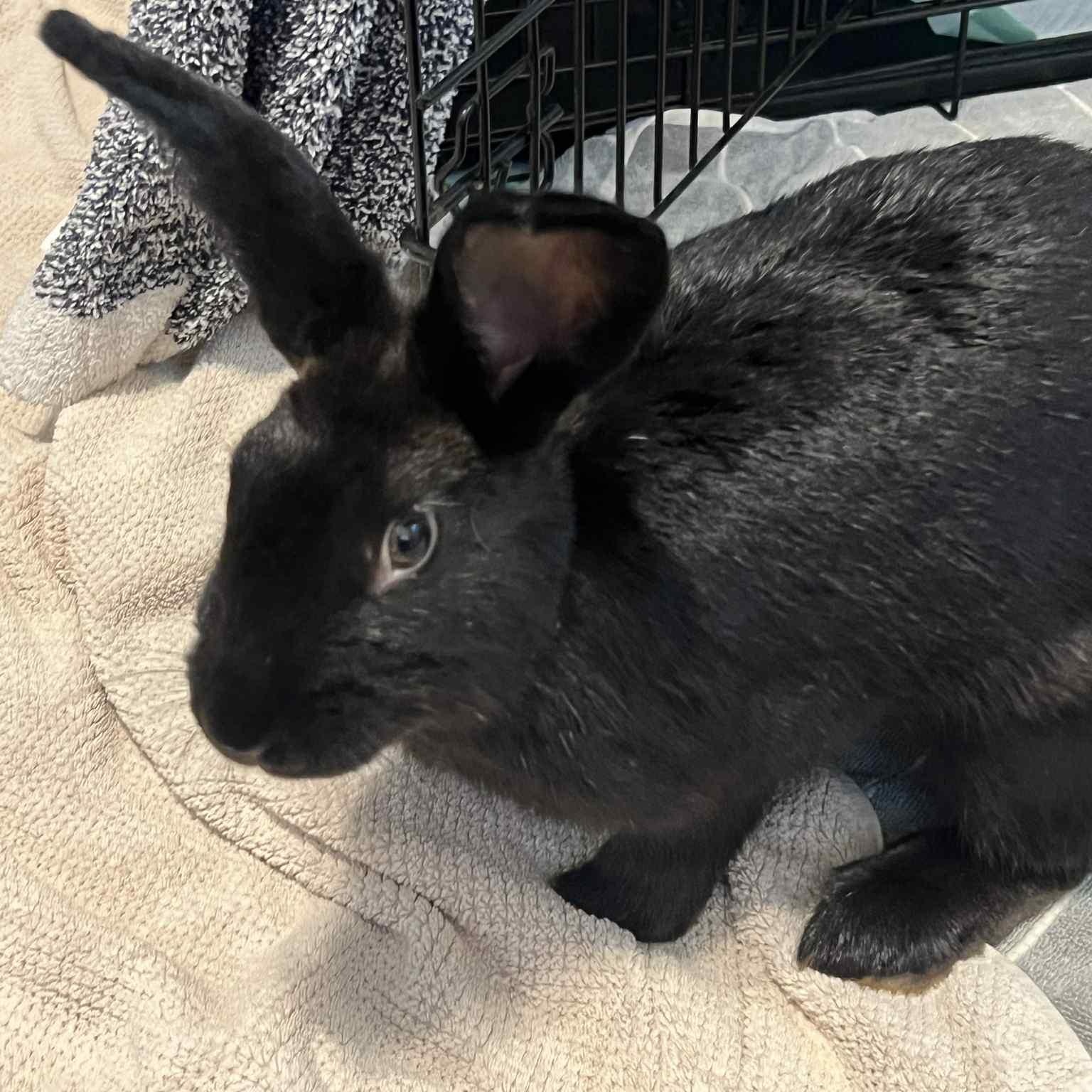 Enlarge Sydney, a Adoptable American in Huntsville, AL image 6/6