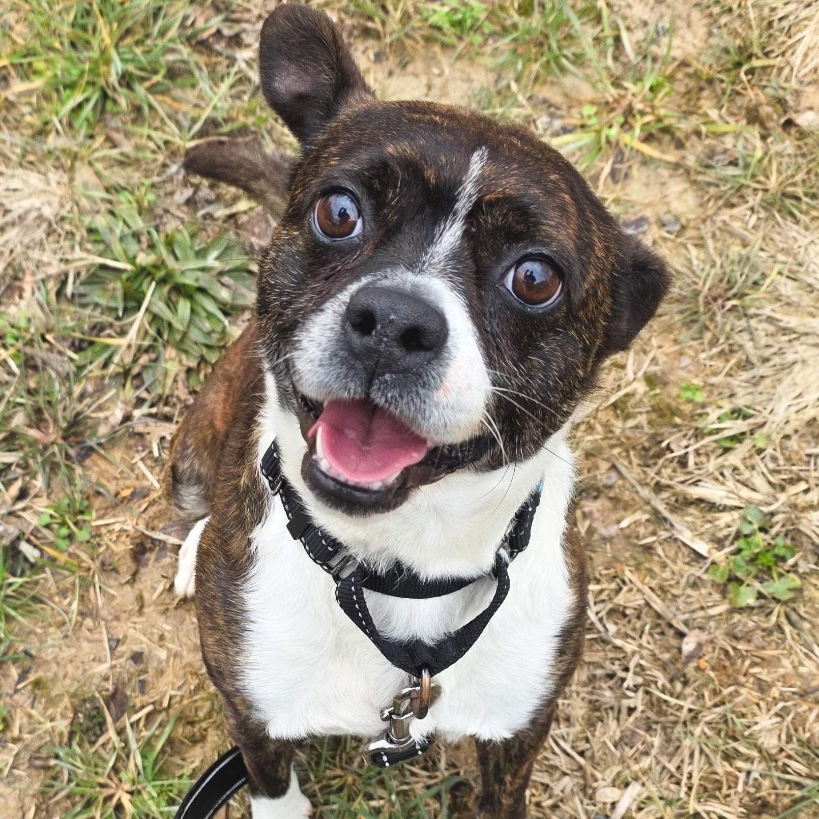Enlarge Mohawk, a ADOPTABLE mixed breed in Shepherdsville, KY image 2/6