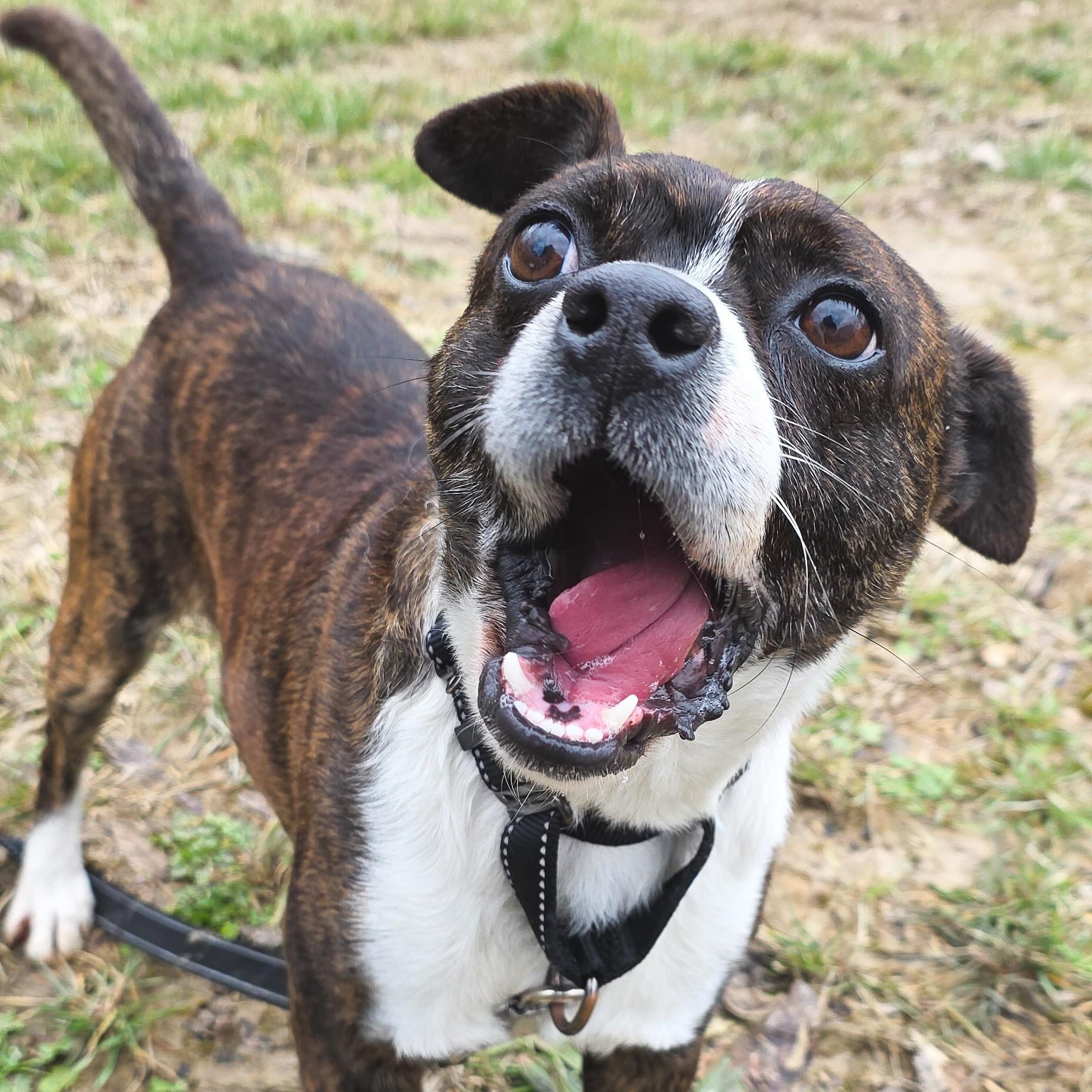 Enlarge Mohawk, a ADOPTABLE mixed breed in Shepherdsville, KY image 6/6