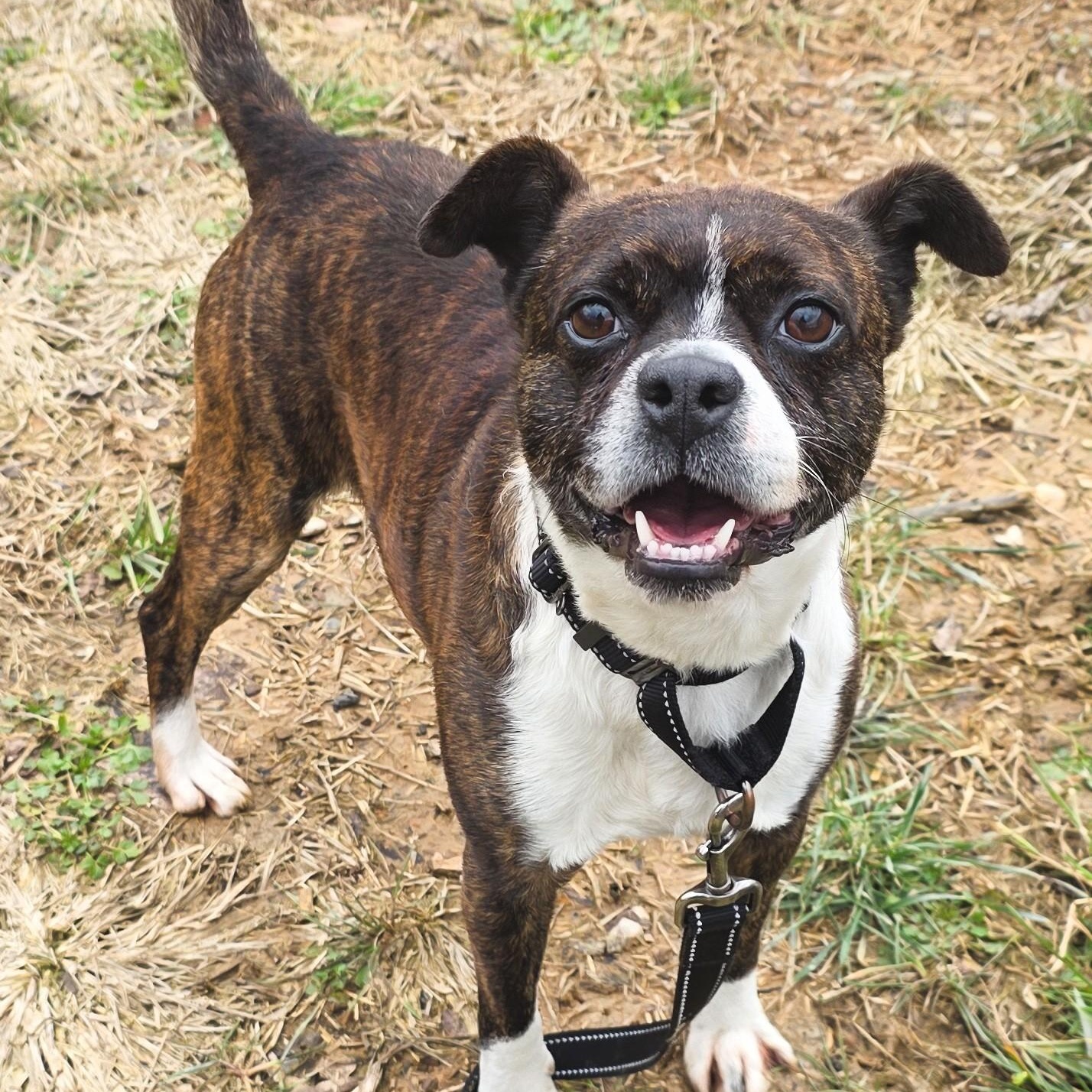 Enlarge Mohawk, a ADOPTABLE mixed breed in Shepherdsville, KY image 5/6