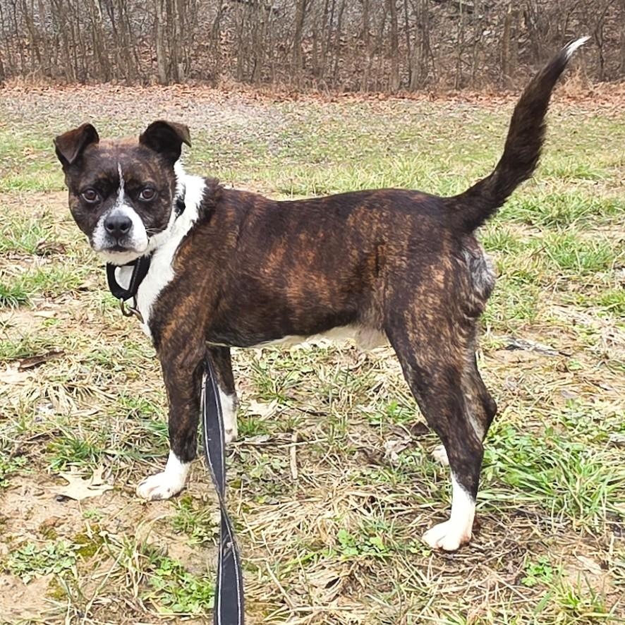 Enlarge Mohawk, a ADOPTABLE mixed breed in Shepherdsville, KY image 3/6