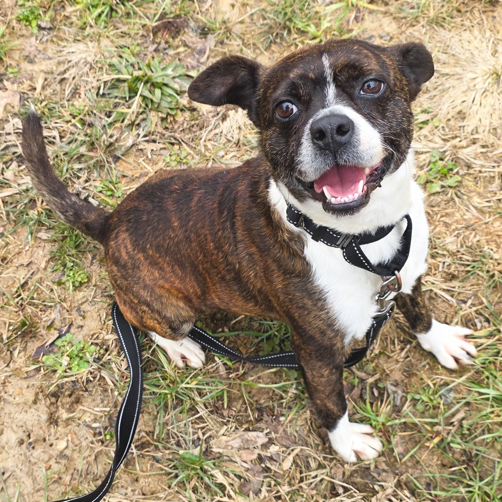 Enlarge Mohawk, a ADOPTABLE mixed breed in Shepherdsville, KY image 1/6