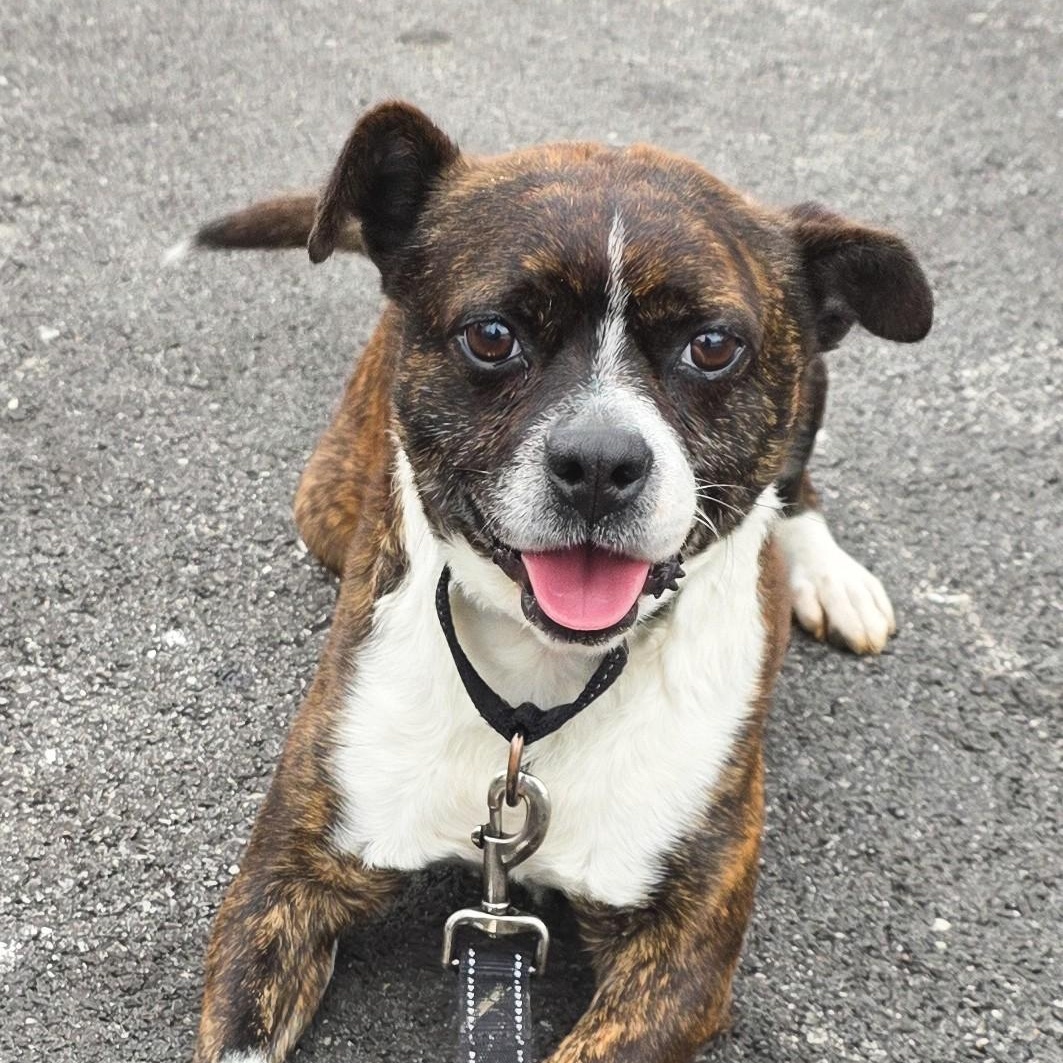Enlarge Mohawk, a ADOPTABLE mixed breed in Shepherdsville, KY image 4/6