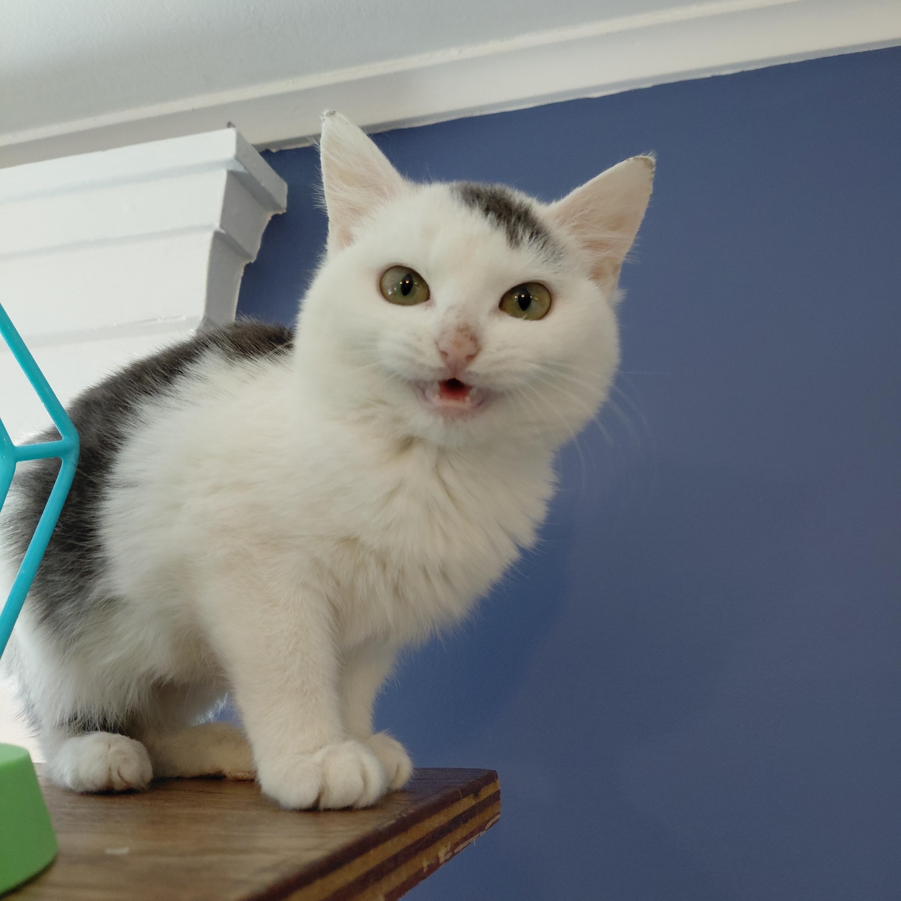 Susie, adopted, Young Female Domestic Short Hair.