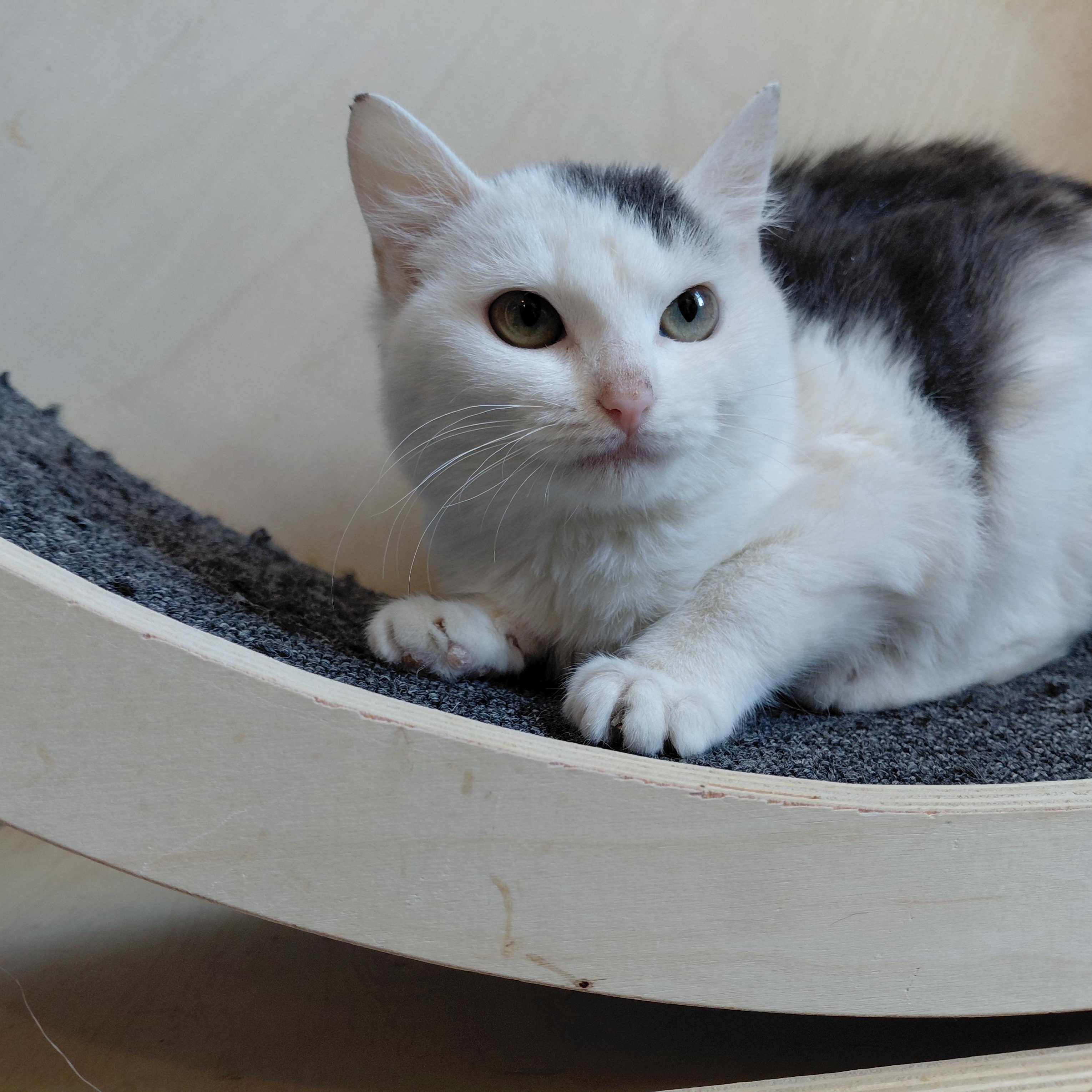 Enlarge Susie, an adopted Domestic Short Hair in Littleton, NH image 6/6