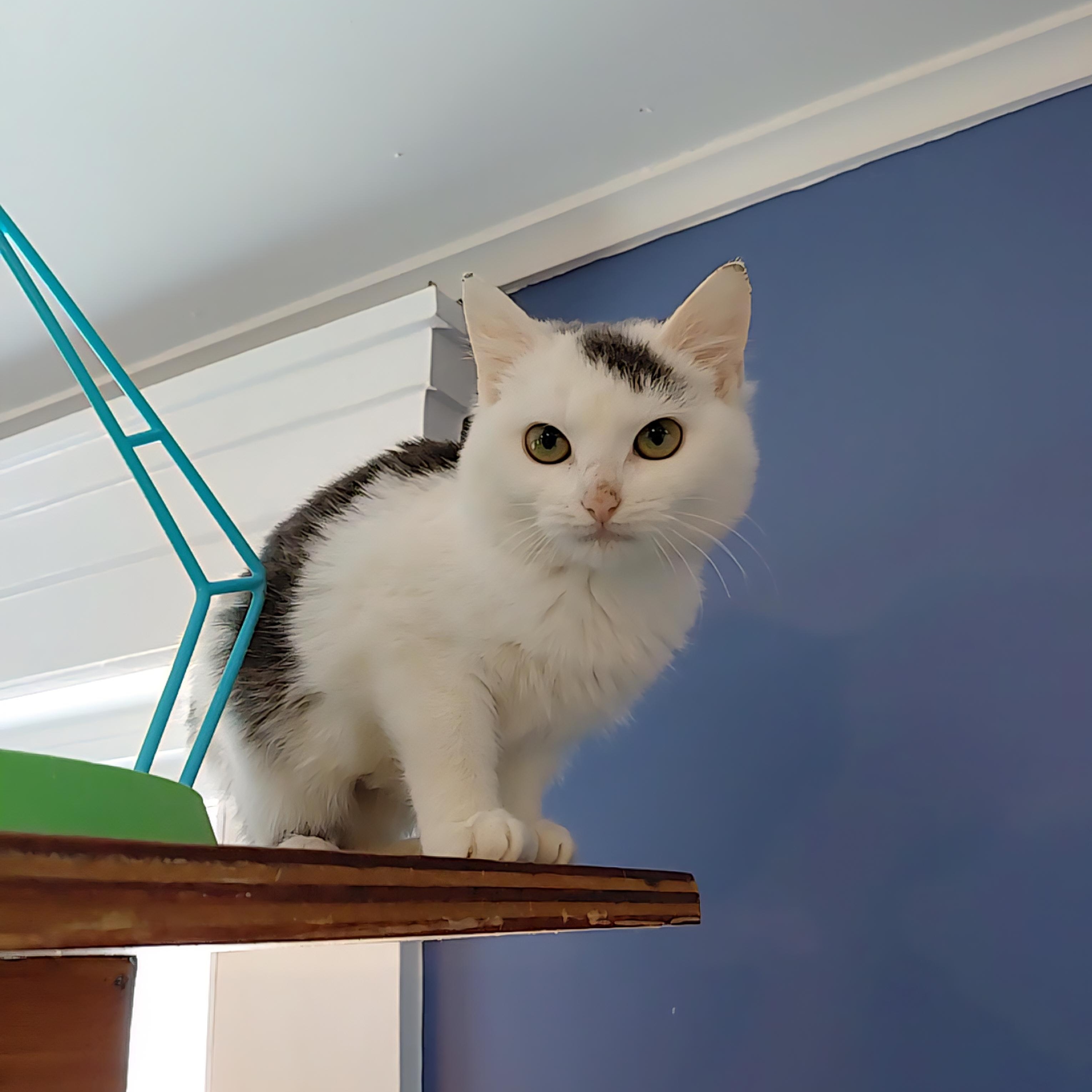 Enlarge Susie, an adopted Domestic Short Hair in Littleton, NH image 5/6