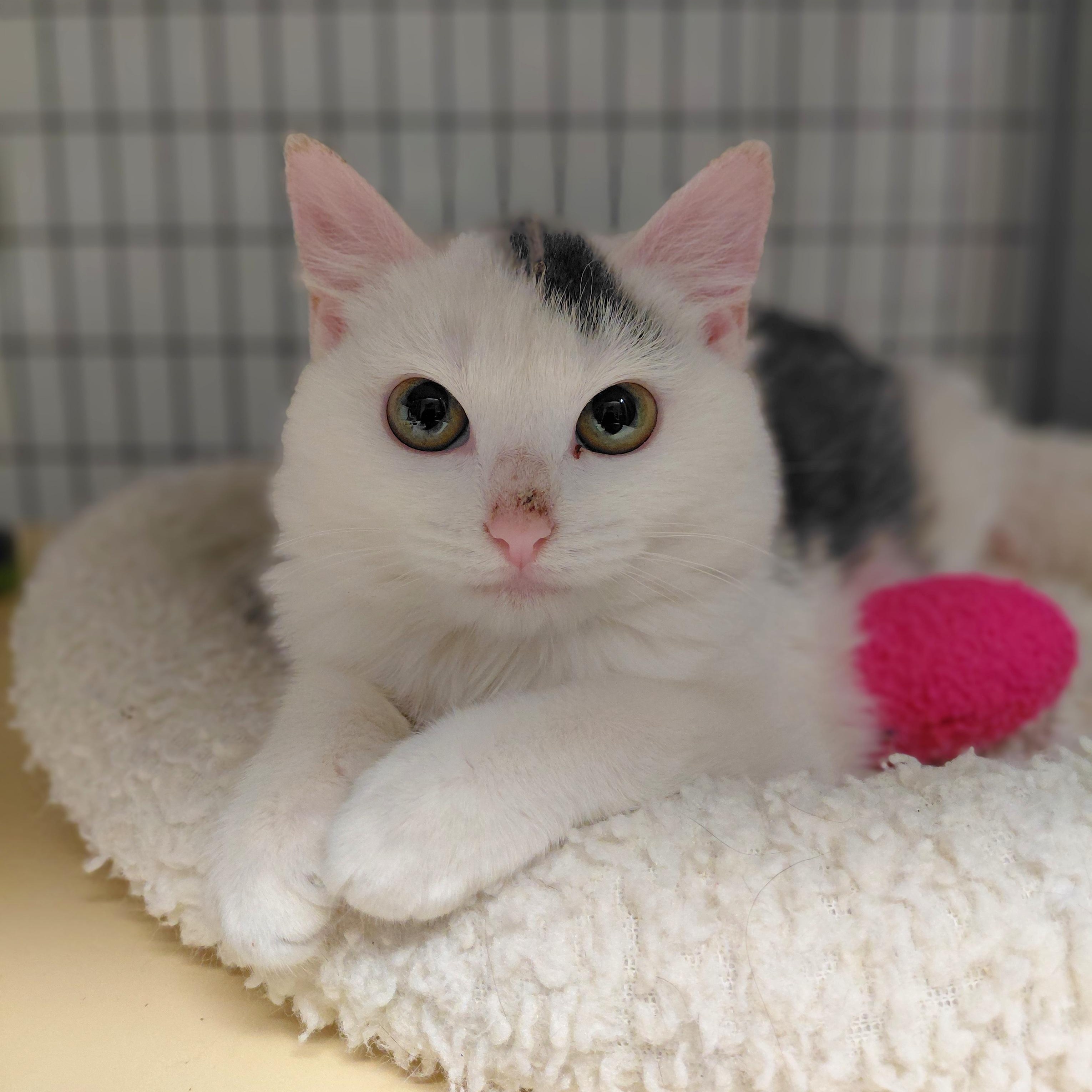 Enlarge Susie, an adopted Domestic Short Hair in Littleton, NH image 2/6