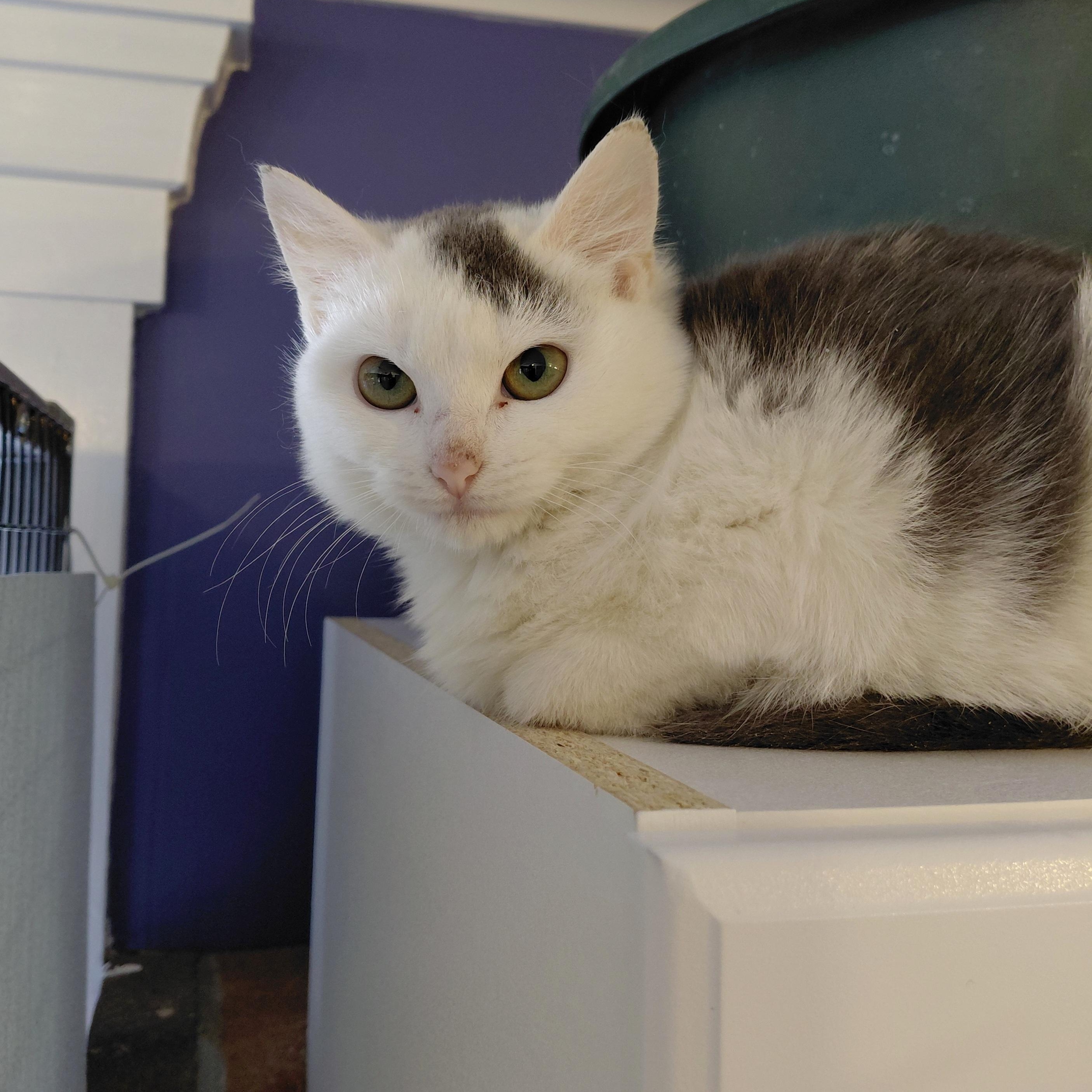 Enlarge Susie, an adopted Domestic Short Hair in Littleton, NH image 4/6