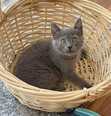 Shania, Adoptable, Kitten Female Russian Blue & Domestic Short Hair.