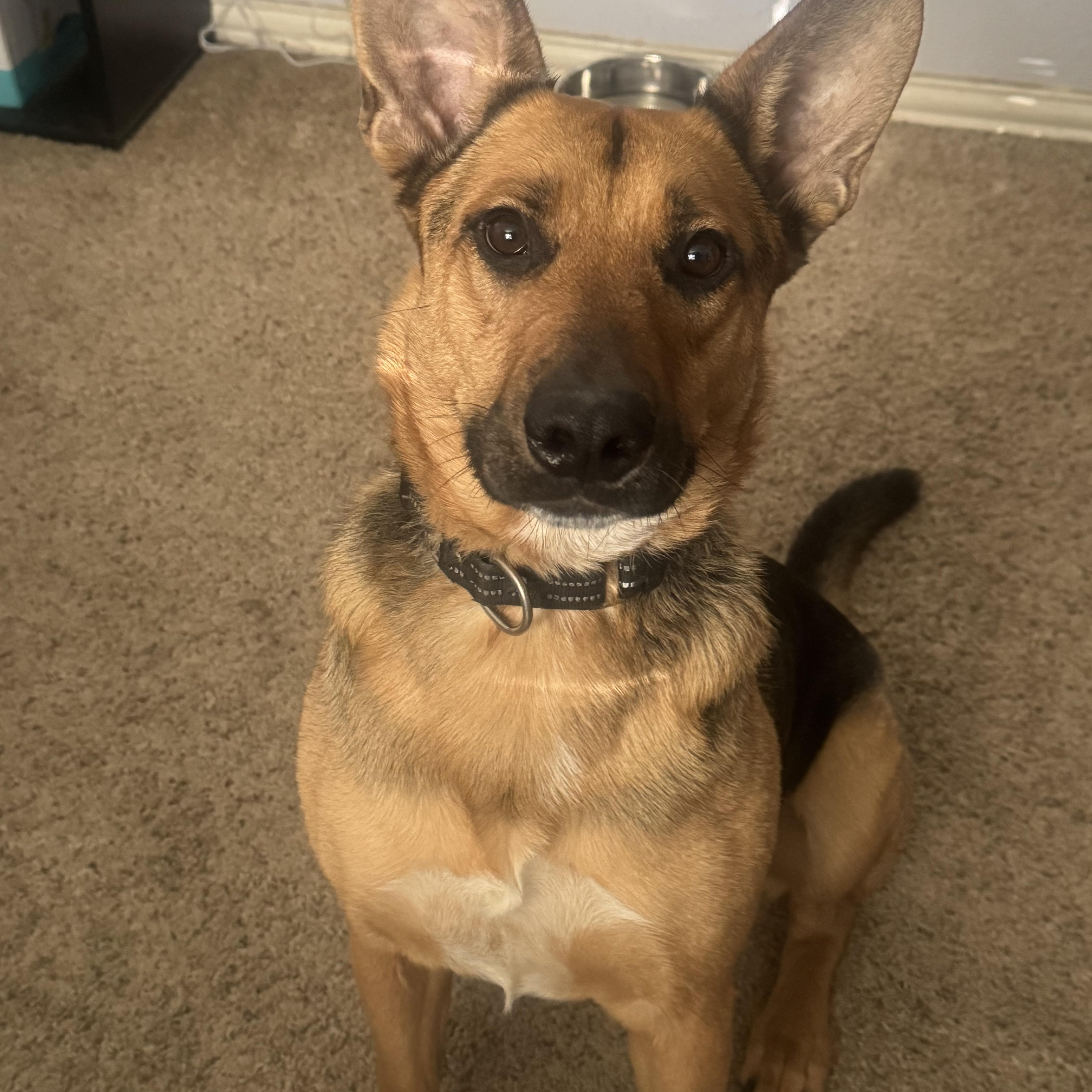 Enlarge FONZ, an adoptable German Shepherd Dog in Arlington, TX image 4/5