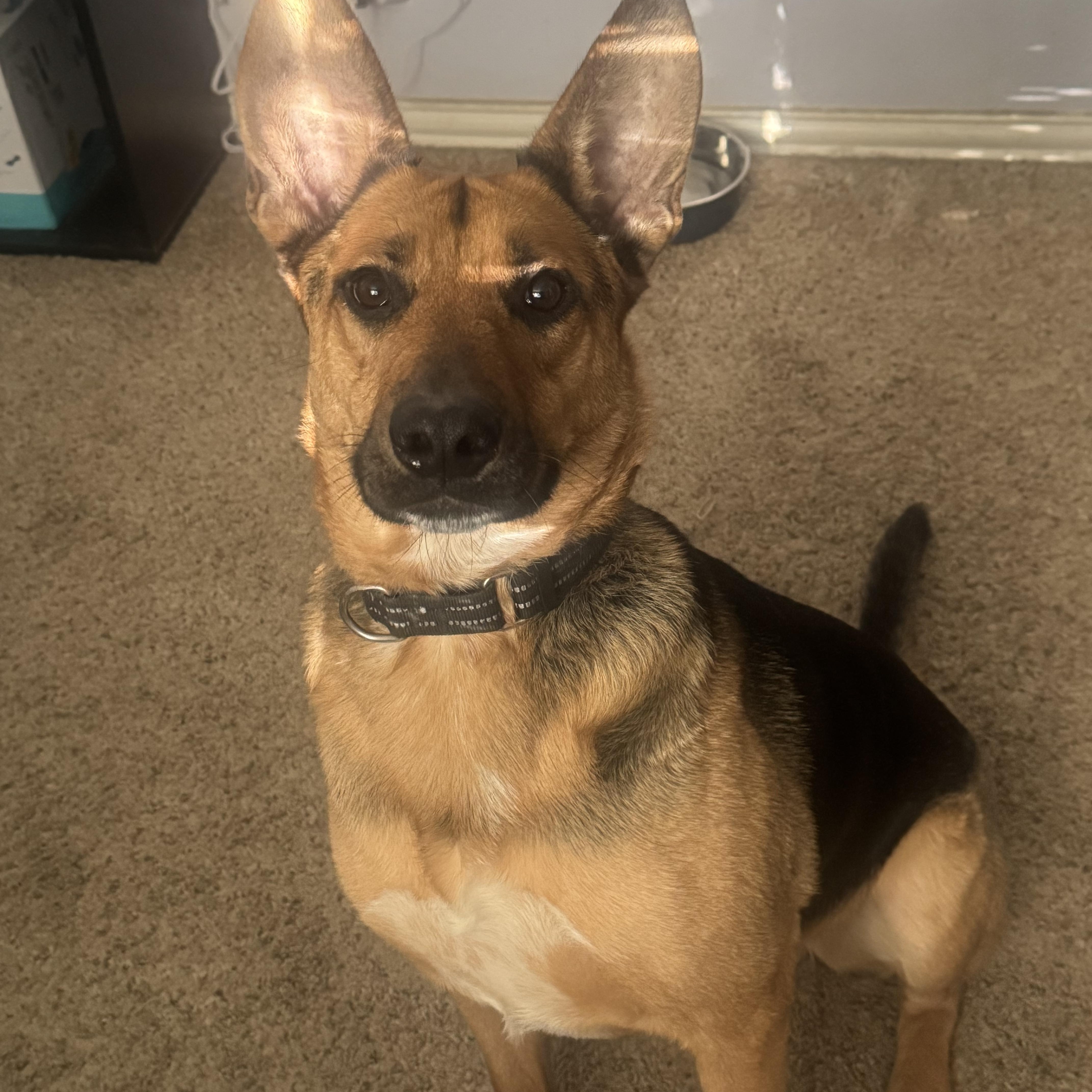 Enlarge FONZ, an adoptable German Shepherd Dog in Arlington, TX image 5/5