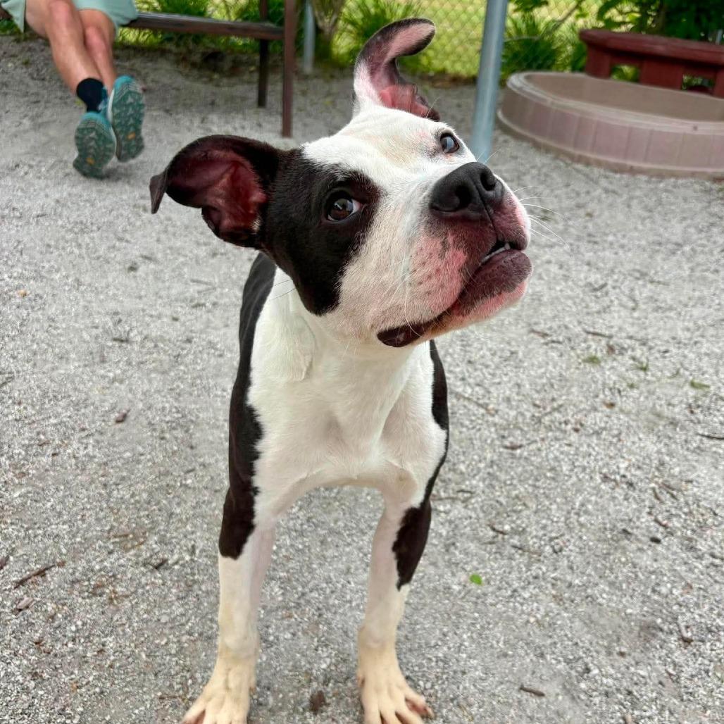 Enlarge Skunk, a Adoptable mixed breed in Windsor, VA image 2/6