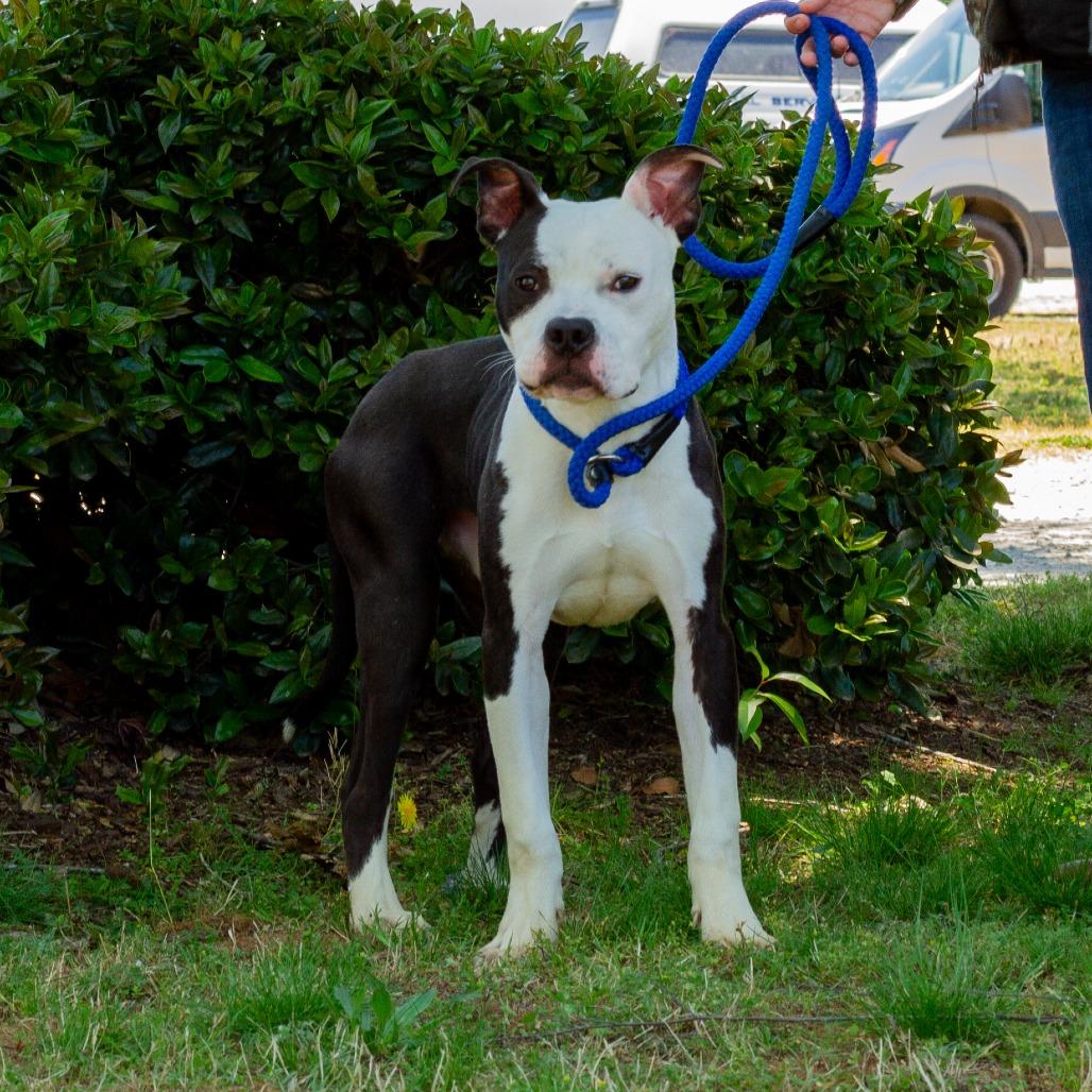 Enlarge Skunk, a Adoptable mixed breed in Windsor, VA image 3/6
