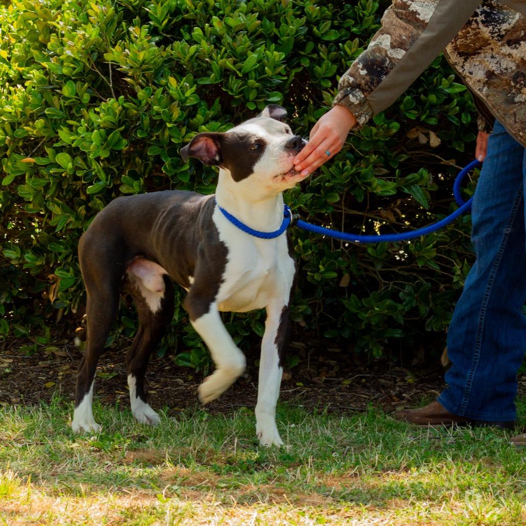 Enlarge Skunk, a Adoptable mixed breed in Windsor, VA image 4/6