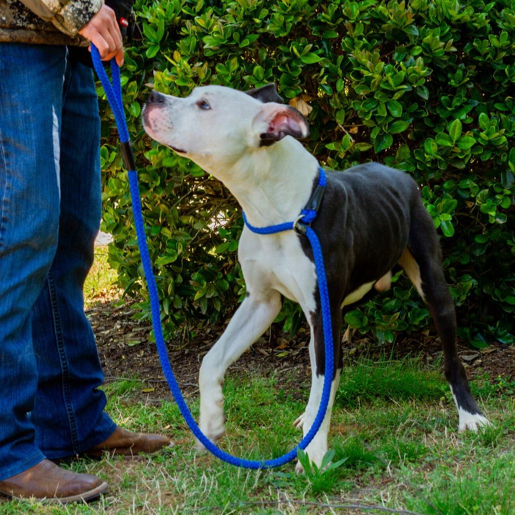 Enlarge Skunk, a Adoptable mixed breed in Windsor, VA image 5/6