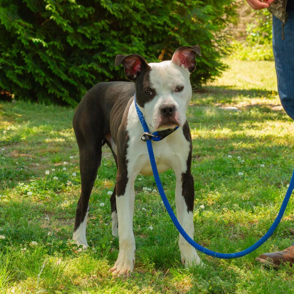 Enlarge Skunk, a Adoptable mixed breed in Windsor, VA image 6/6