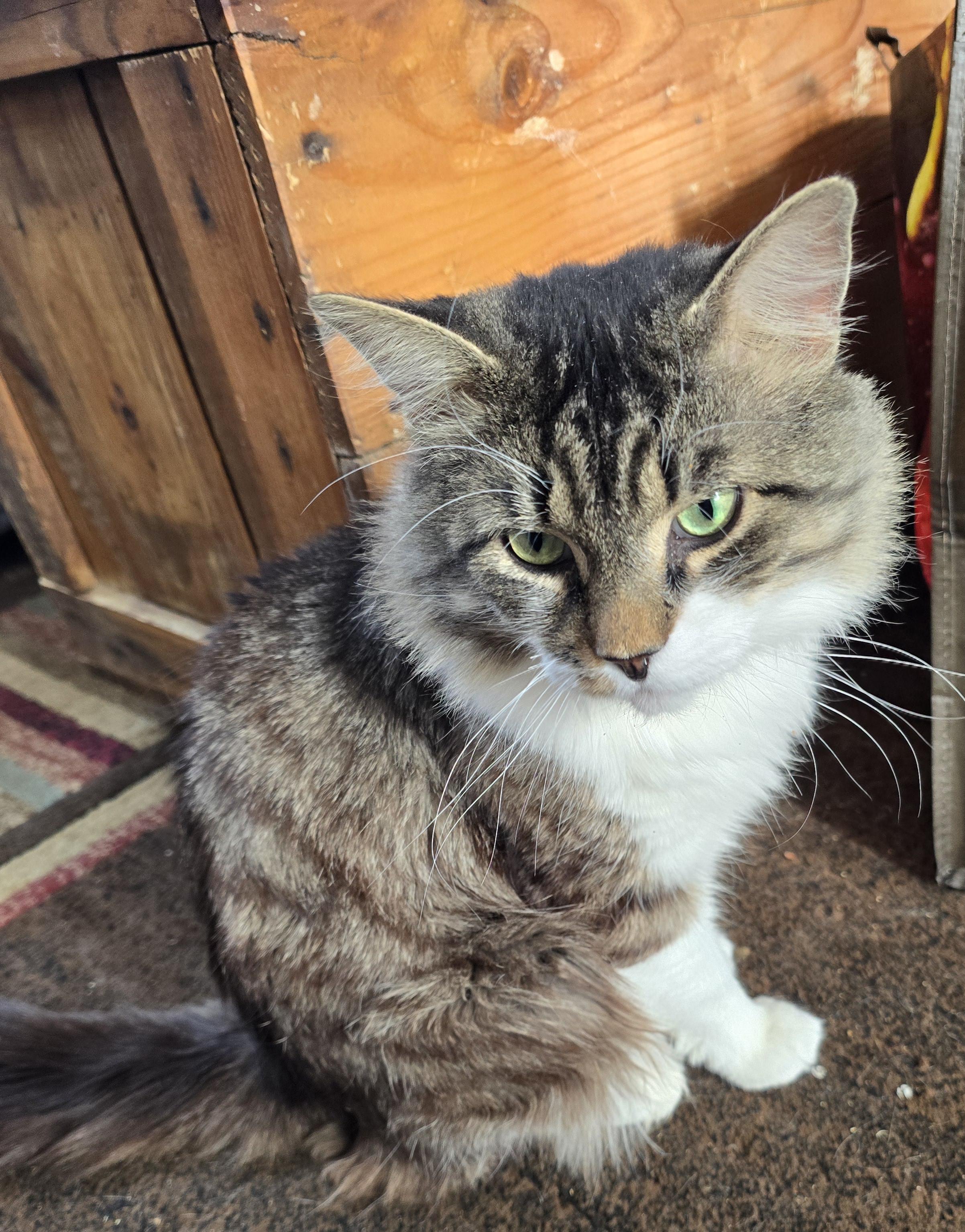 Asher, an adoptable American Shorthair in Carthage, NY, 13619 | Photo Image 1