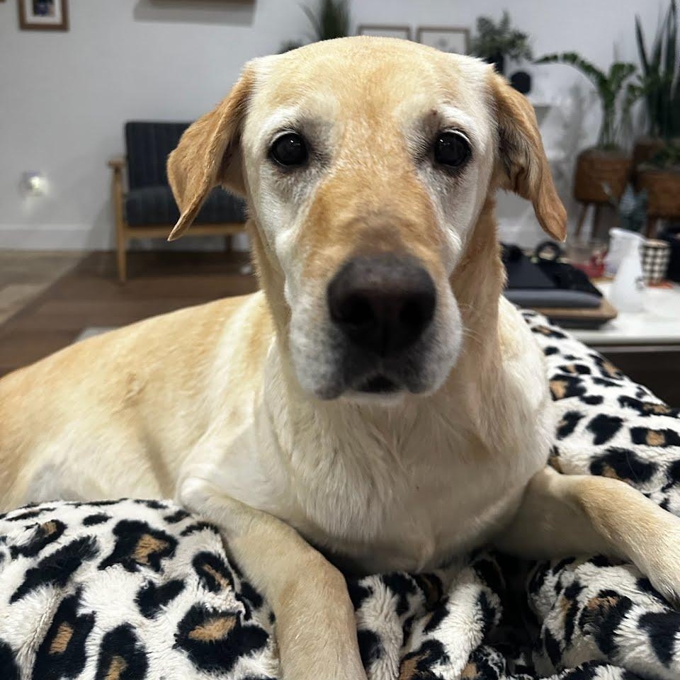 Enlarge Jazzy, an adopted mixed breed in St. George, UT image 5/5