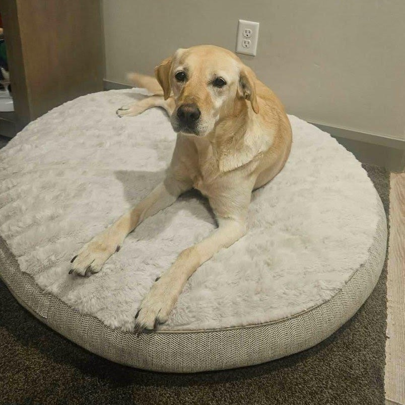 Enlarge Jazzy, an adopted mixed breed in St. George, UT image 2/5