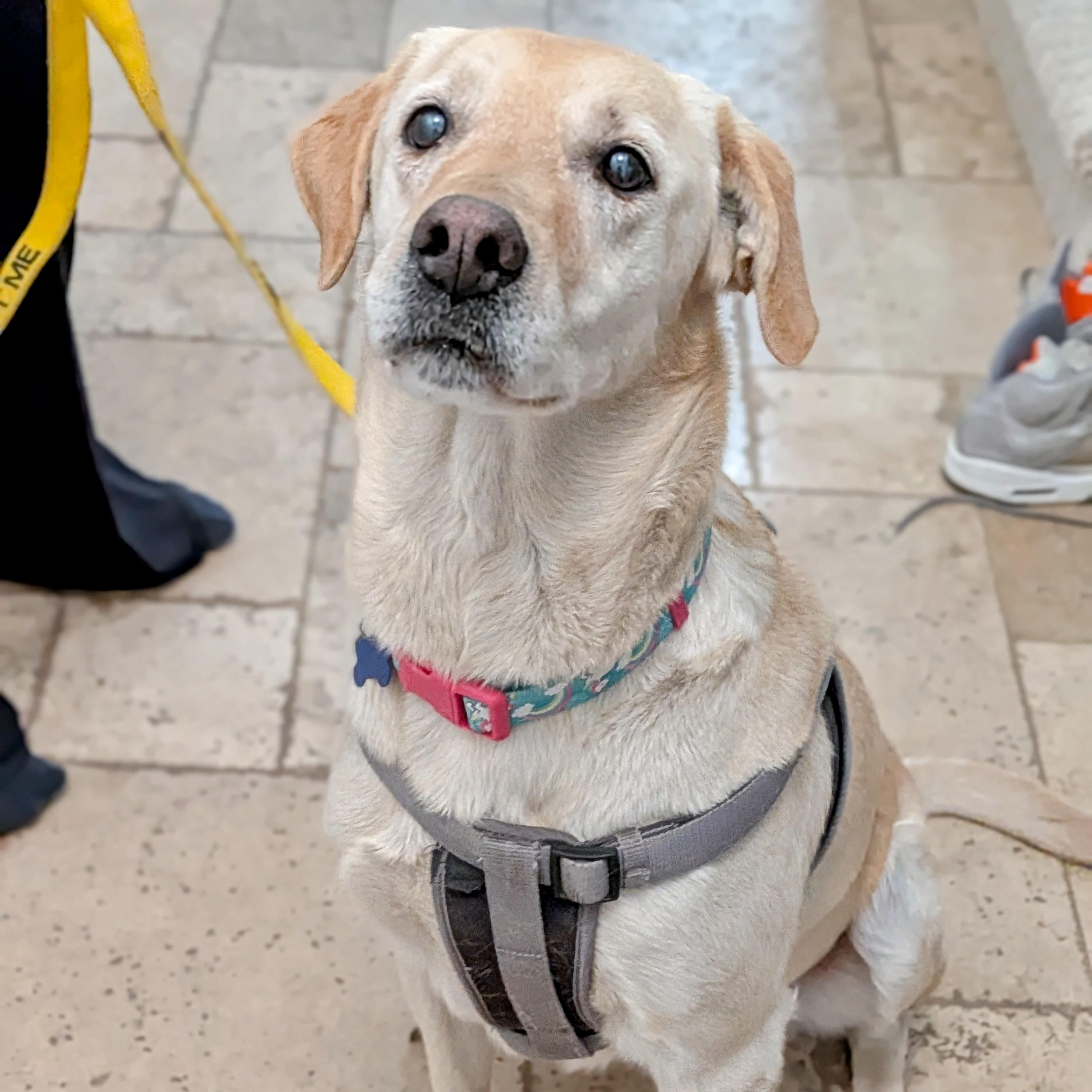 Enlarge Jazzy, an adopted mixed breed in St. George, UT image 4/5