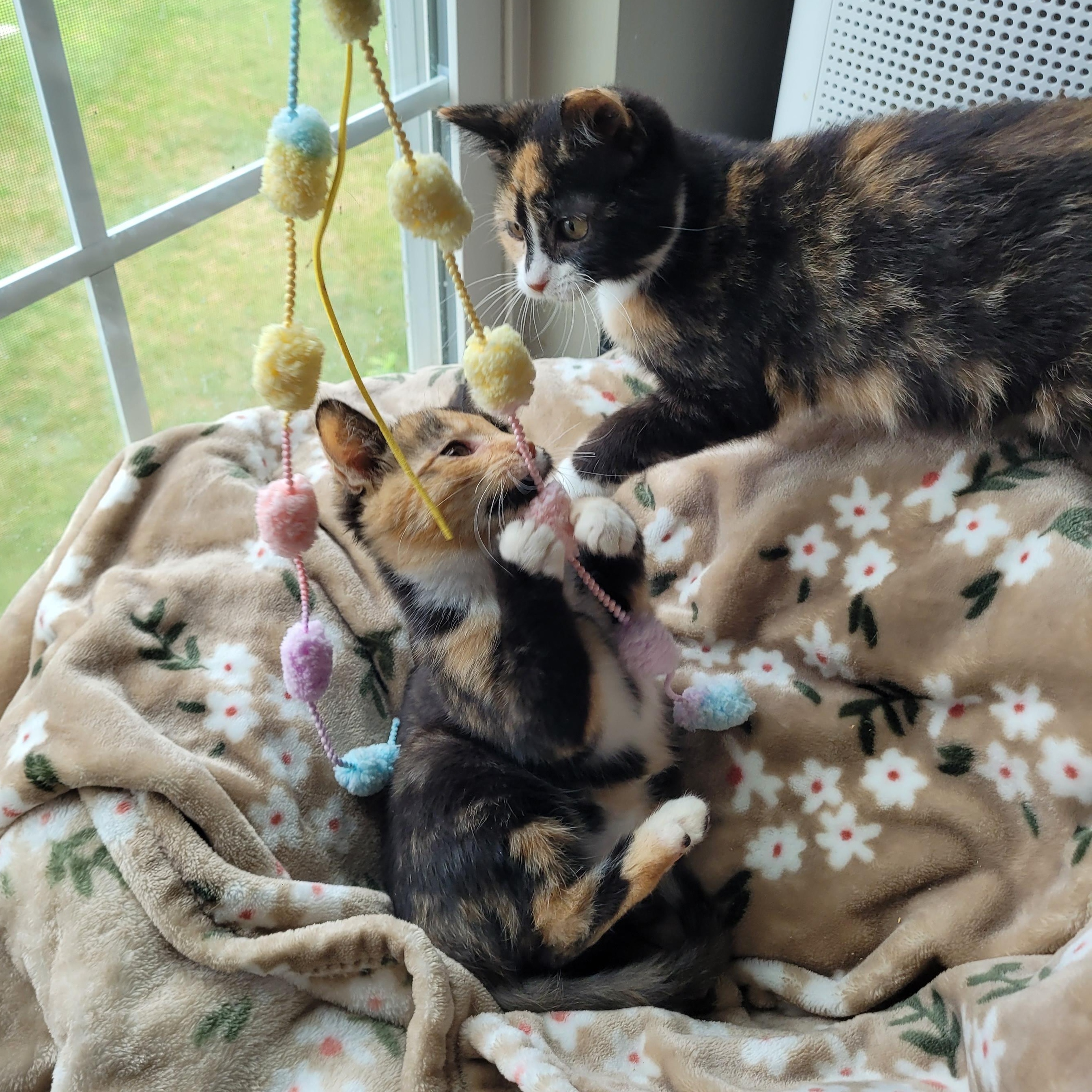Enlarge Marilyn & Marceline, an adopted Domestic Short Hair in Indianapolis, IN image 4/5