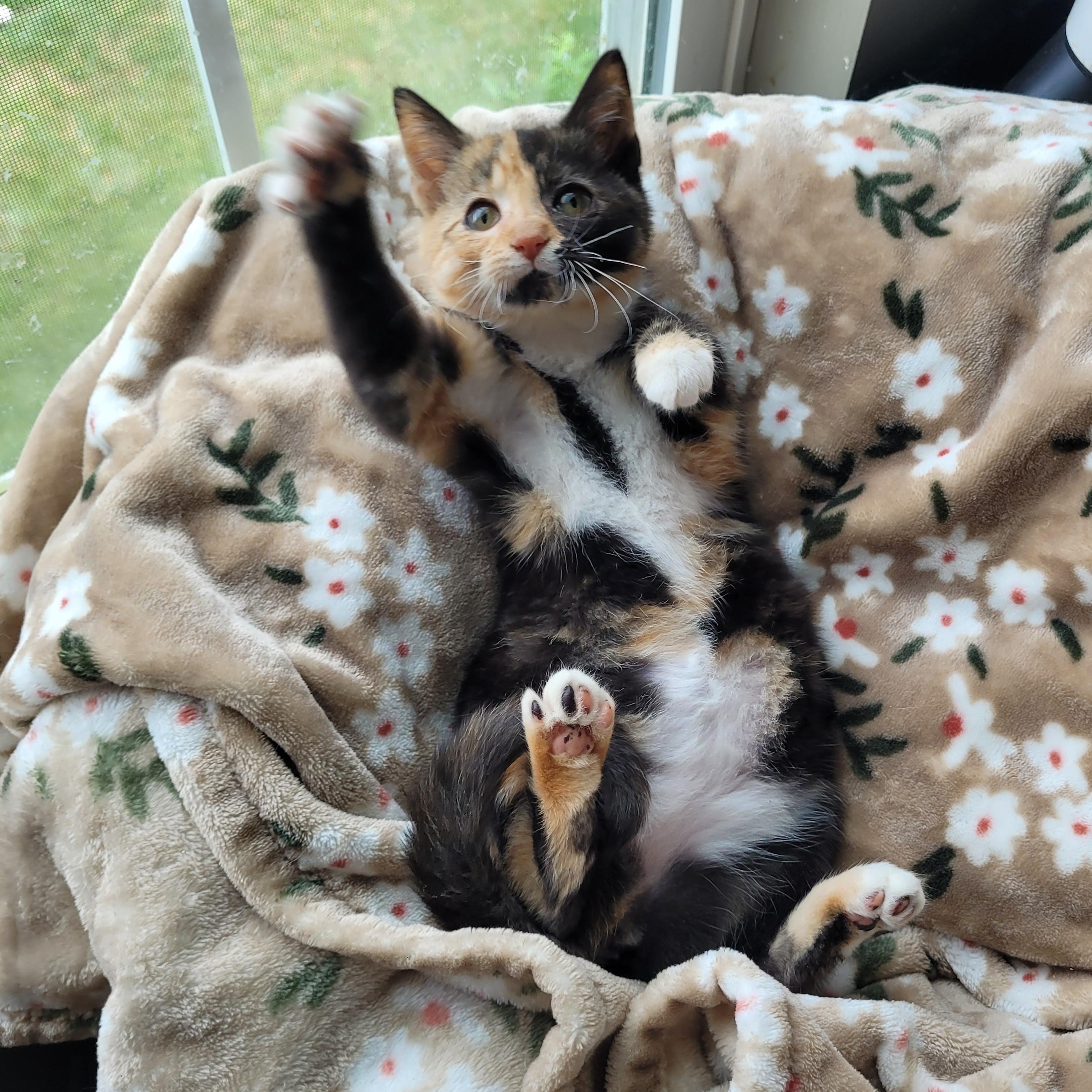 Enlarge Marilyn & Marceline, an adopted Domestic Short Hair in Indianapolis, IN image 5/5