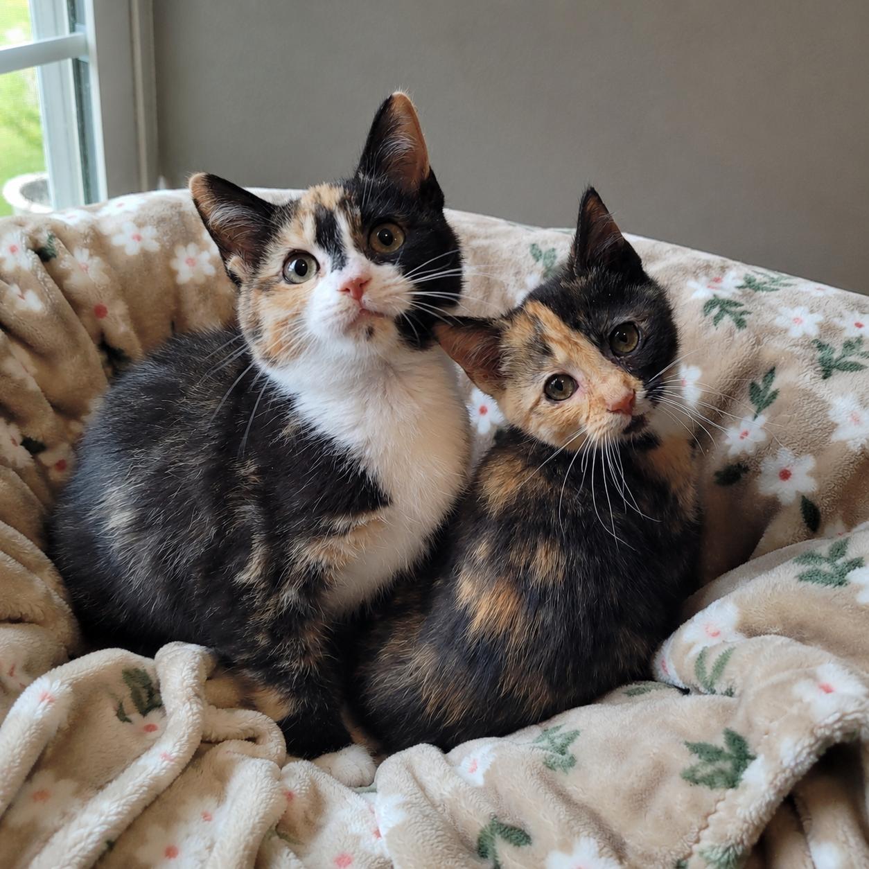 Marilyn & Marceline, adopted, Kitten Female Domestic Short Hair.