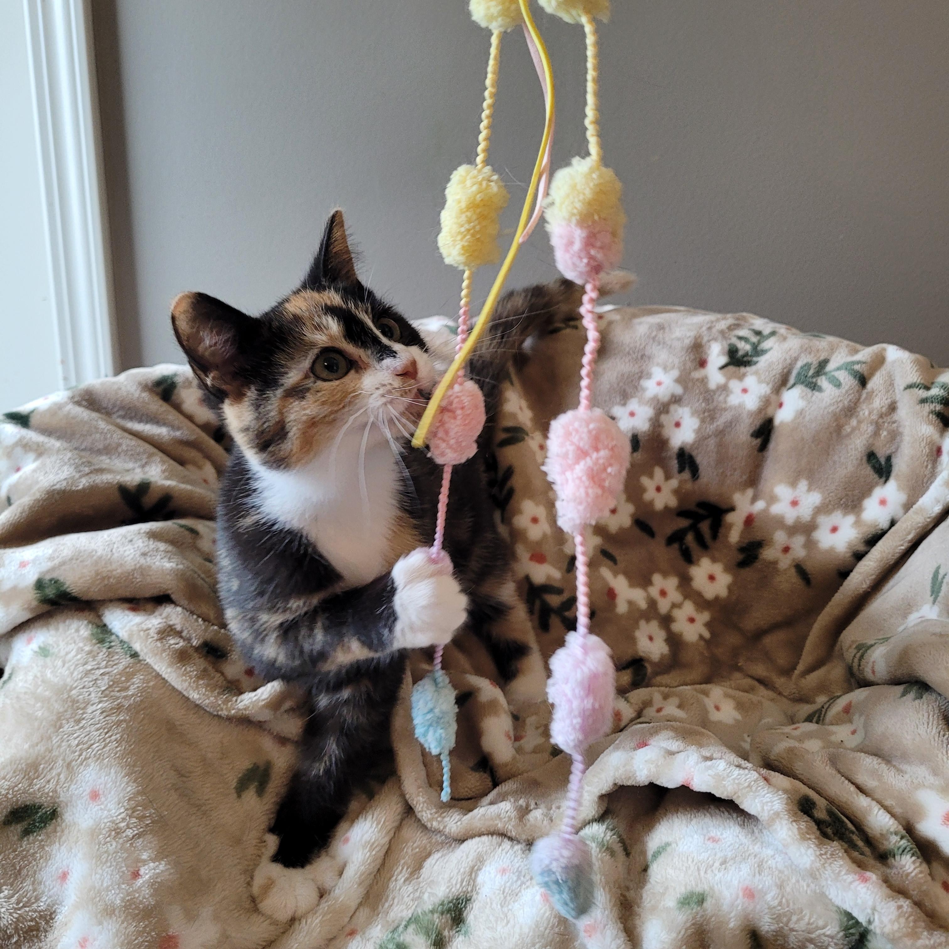 Enlarge Marilyn & Marceline, an adopted Domestic Short Hair in Indianapolis, IN image 3/5