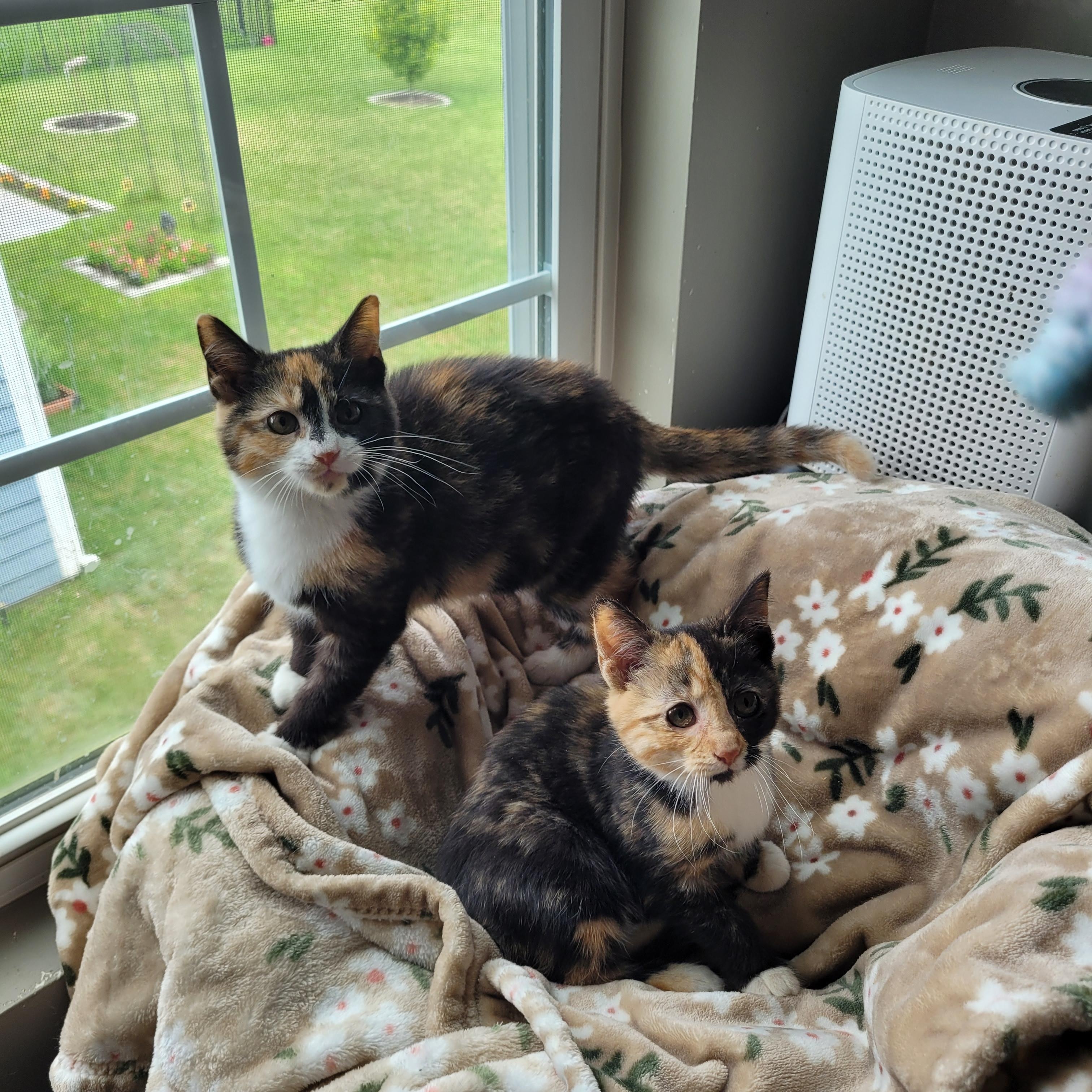 Enlarge Marilyn & Marceline, an adopted Domestic Short Hair in Indianapolis, IN image 2/5