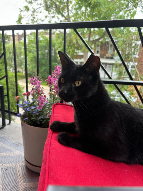 Ombre, Adoptable, Young Male Domestic Short Hair.