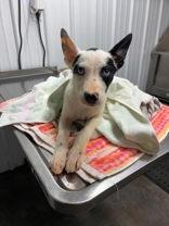 Rain, adopted, Young Female German Shepherd Dog.