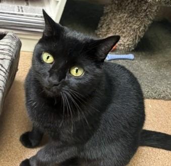 Enlarge Mama Merlot, a Adopted Domestic Short Hair in Norwalk, CT image 1/1