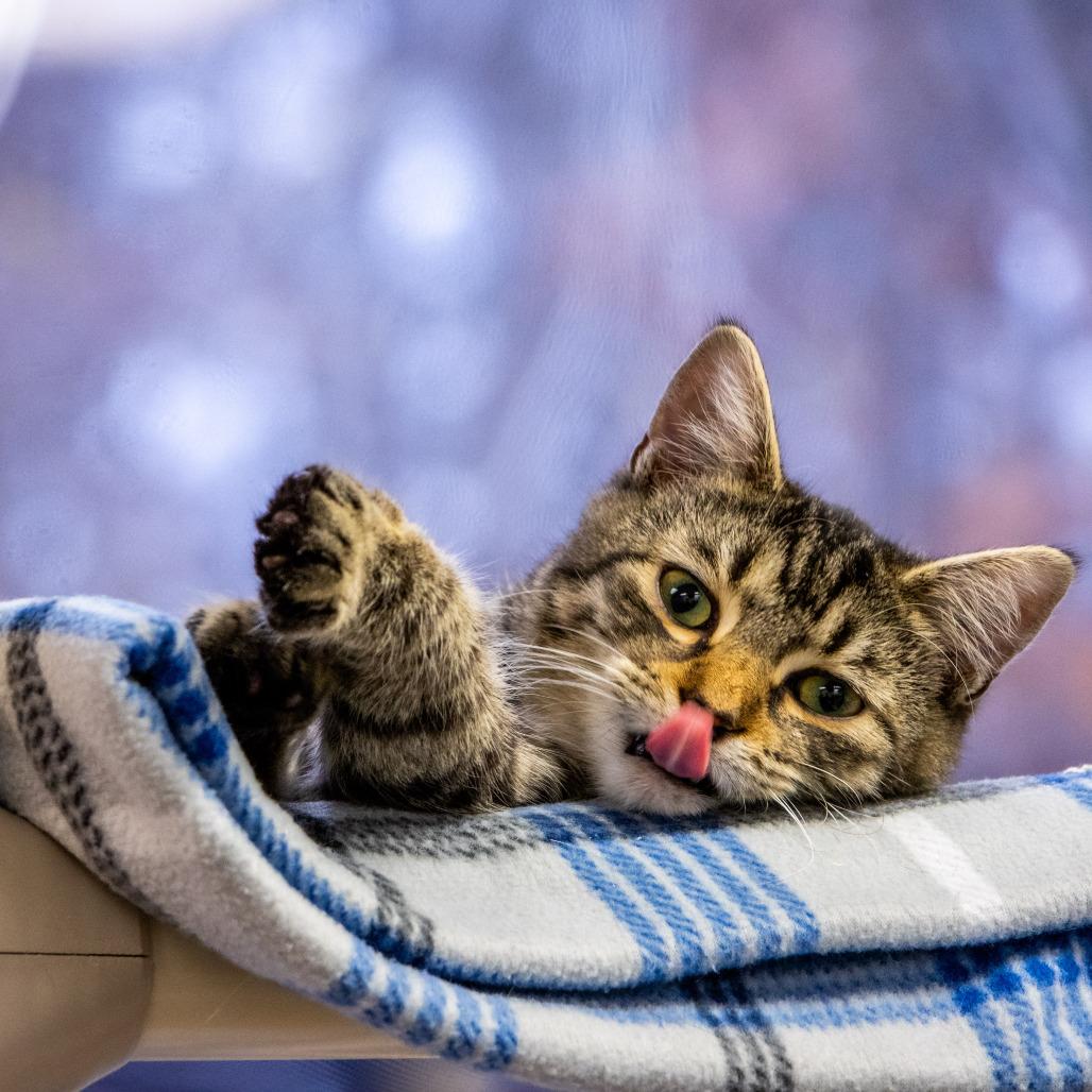 Moss, a Adoptable Domestic Short Hair image 1/6