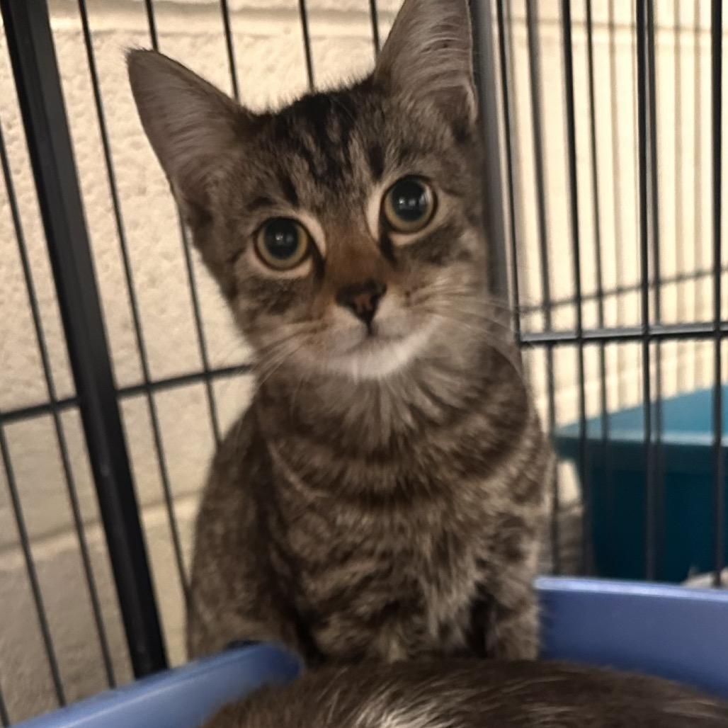 Moss, a Adoptable Domestic Short Hair image 2/6